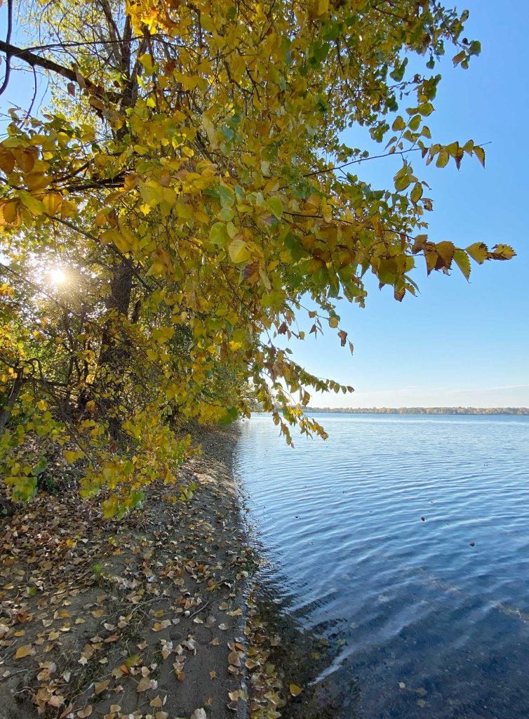 yellow leaves overhanging a blue lake under blue fall sky
