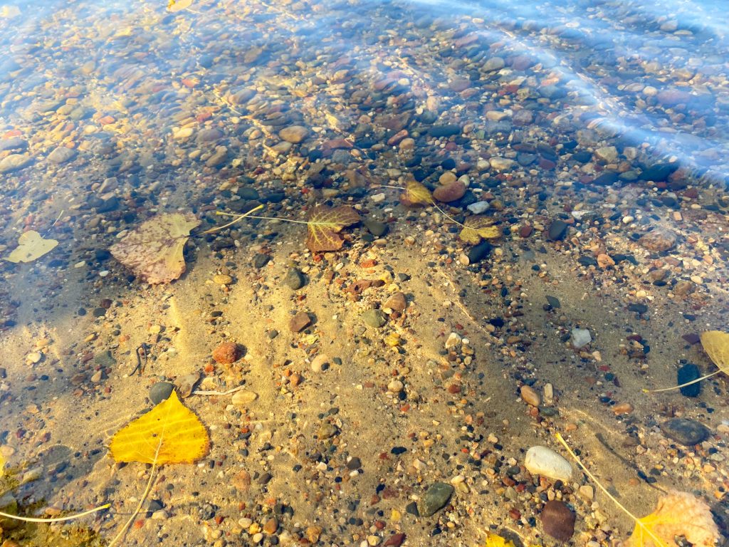 Fall colors land in the water of the lake on the guided group canoe trip